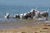 DALMATIEN 220